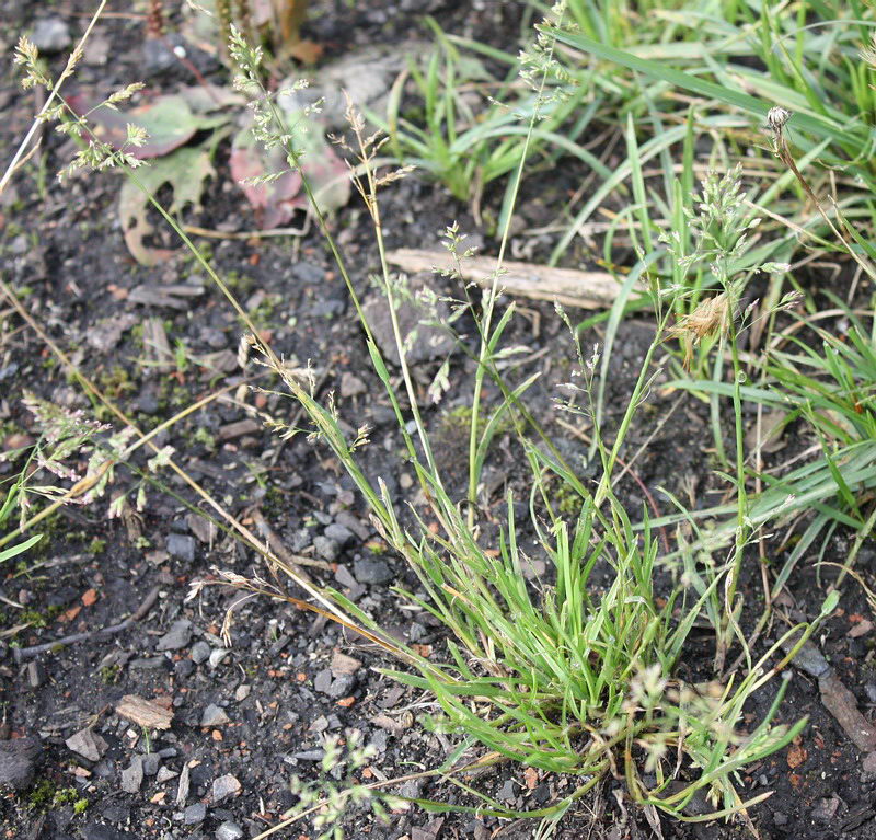 Image of Poa annua specimen.