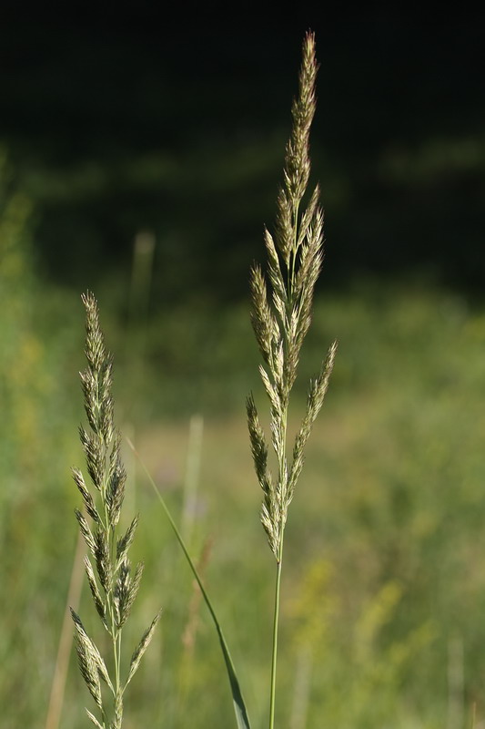 Изображение особи Calamagrostis epigeios.