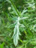 Senecio grandidentatus