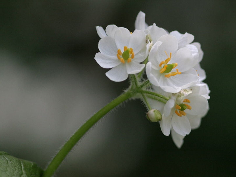 Image of Diphylleia grayi specimen.