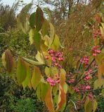 Euonymus maackii