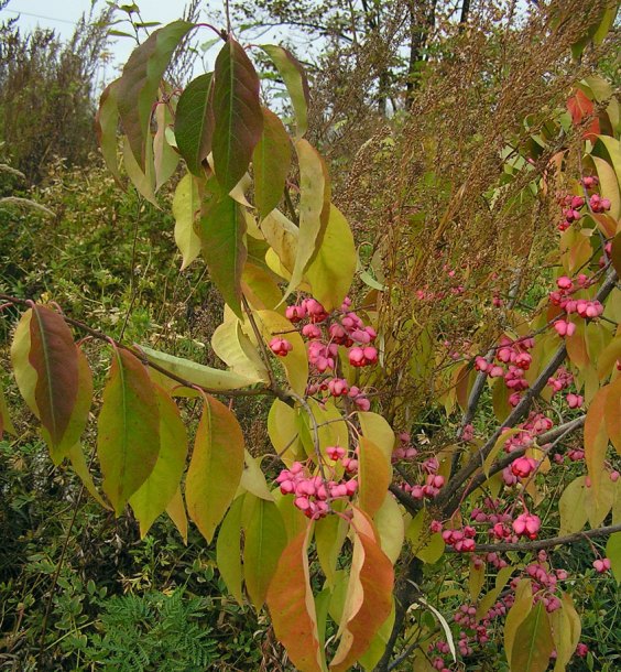 Изображение особи Euonymus maackii.