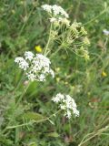 Pimpinella nigra. Верхушка цветущего растения. Пензенская обл., Спасский р-н, окр. с. Ново-Зубово, поляна. 01.08.2009.