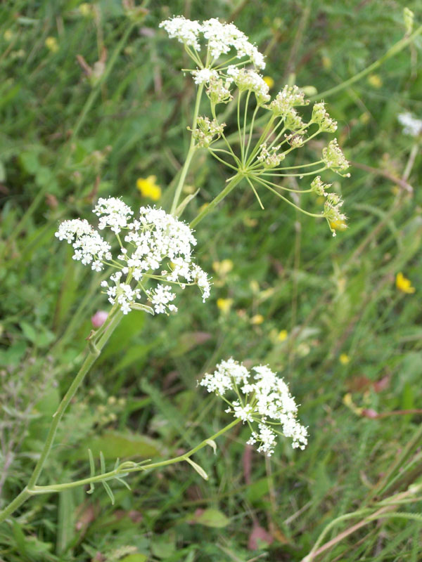 Изображение особи Pimpinella nigra.