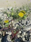 Sonchus oleraceus