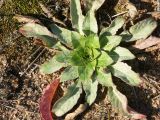 Oenothera rubricaulis