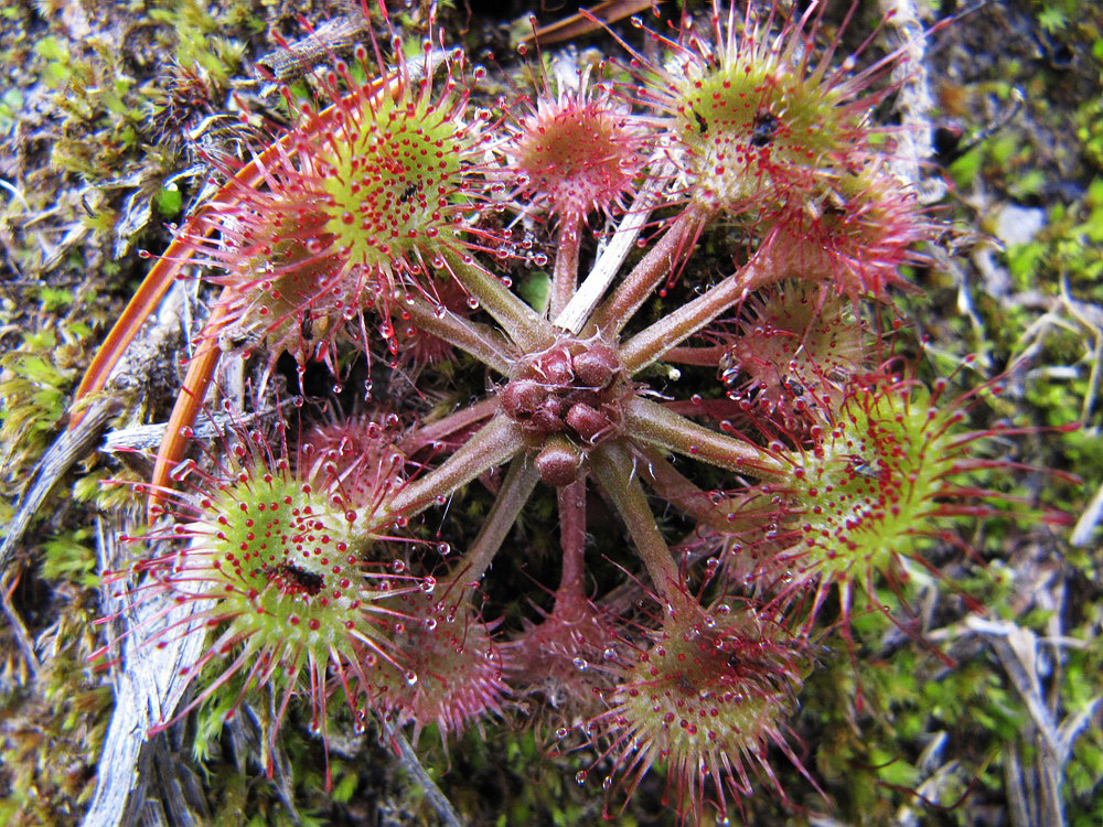 Изображение особи Drosera rotundifolia.