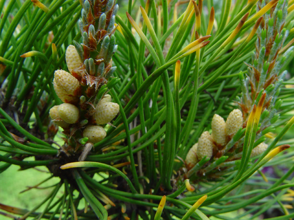 Изображение особи Pinus mugo.