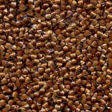 Rumex crispus. Семена. Курская обл., Железногорский р-н, пос. Каменец, дачи Жуковец, у дороги. 1 ноября 2009 г. 1 ноября 2009 г.