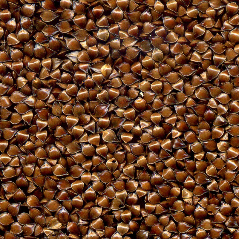 Image of Rumex crispus specimen.