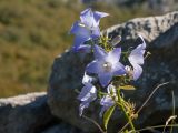 Campanula pyramidalis. Верхушка соцветия. Черногория, муниципалитет Будва, окр. с. Кульяче (Kuljače), близ церкви на хребте ~750 м к СЗ от села, на каменистой тропе. 08.10.2014.