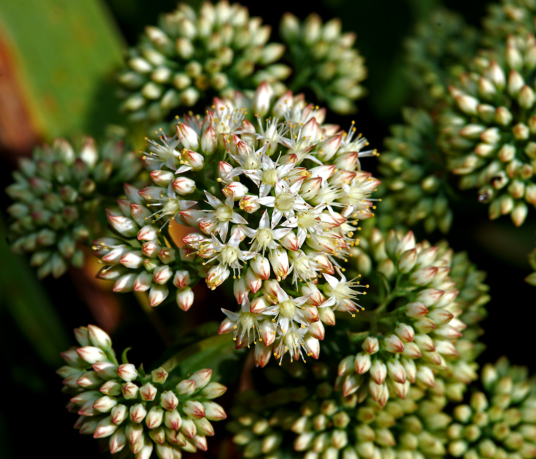 Image of Hylotelephium maximum specimen.