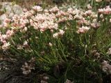 Asperula caespitans