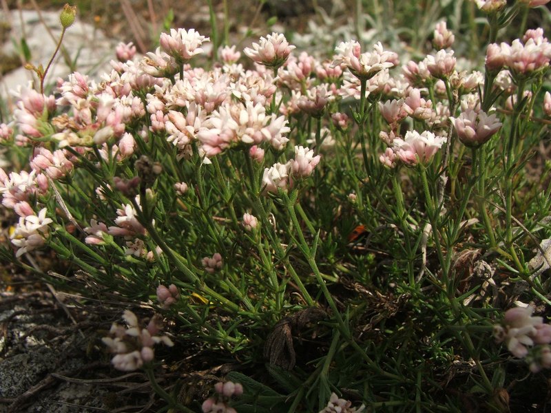 Изображение особи Asperula caespitans.