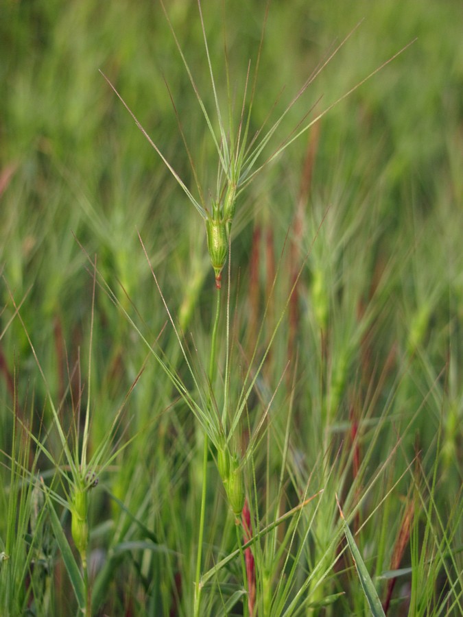 Изображение особи Aegilops ovata.