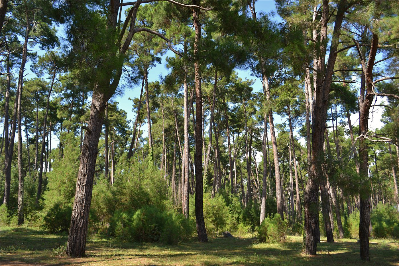 Image of Pinus pityusa specimen.