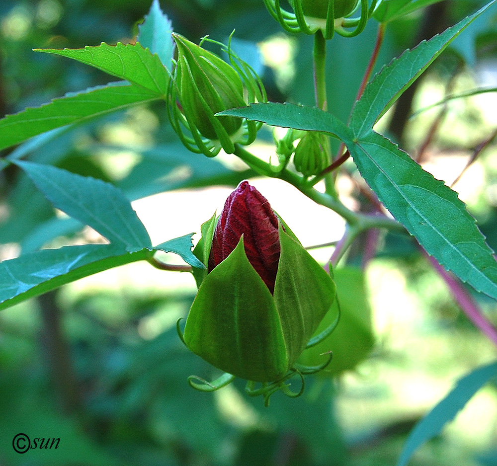 Изображение особи Hibiscus coccineus.