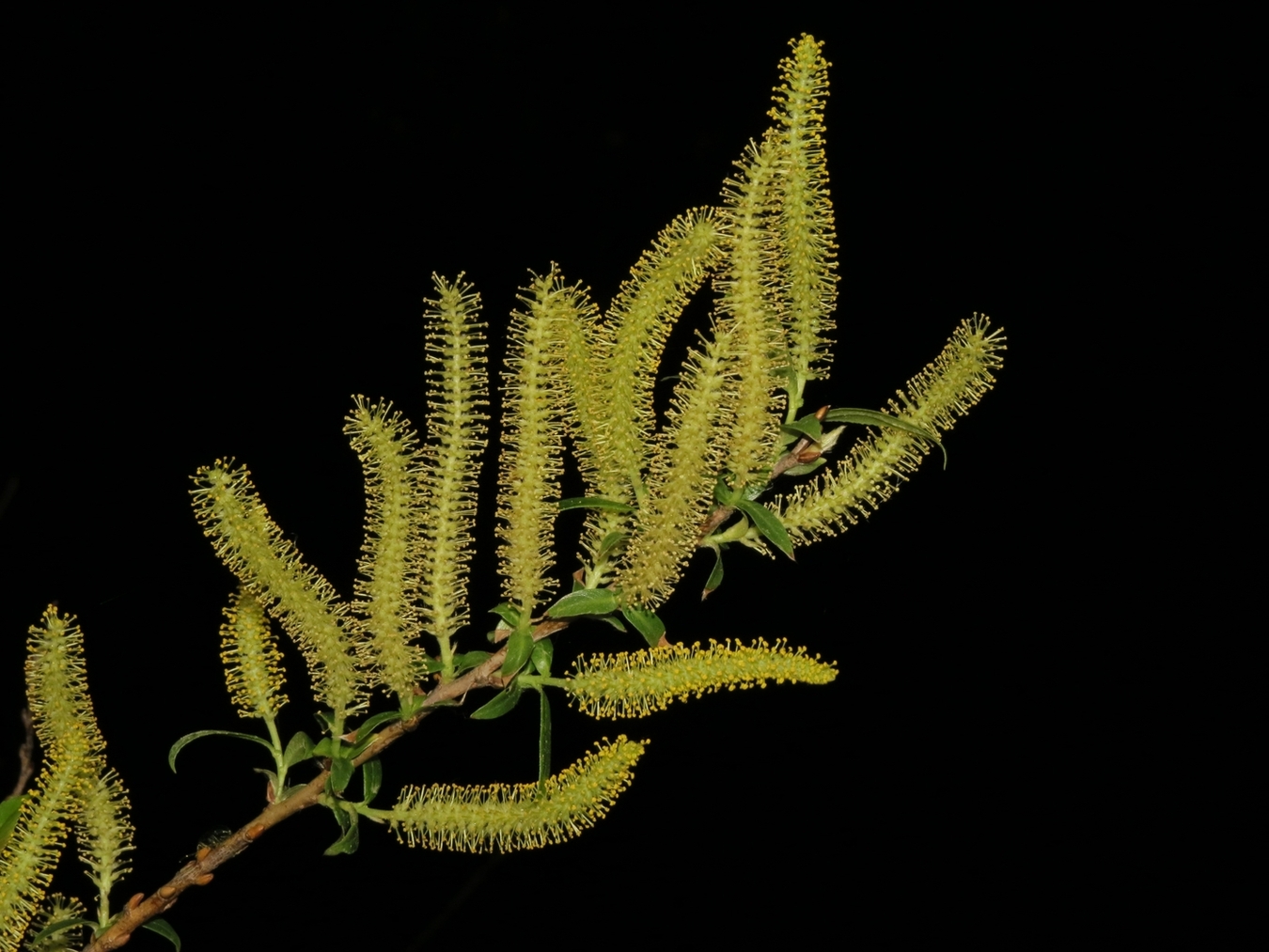 Image of Salix triandra specimen.