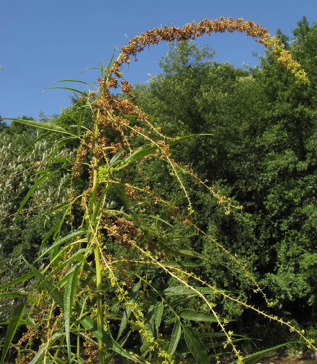 Image of Datisca cannabina specimen.