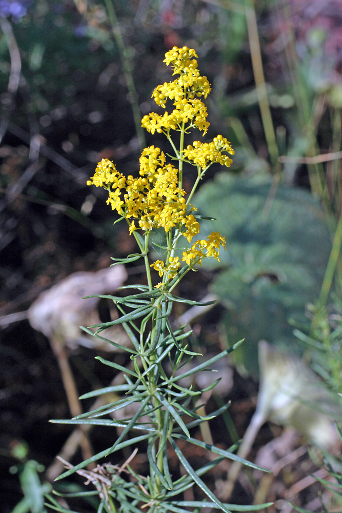 Изображение особи Galium pamiro-alaicum.