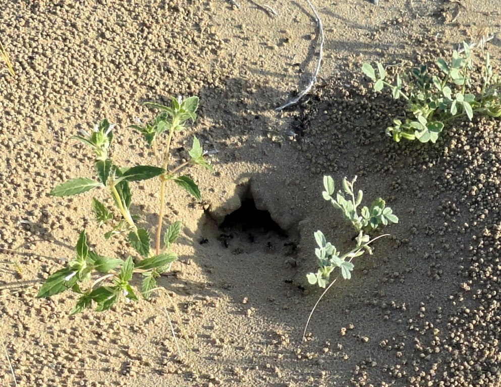 Image of Chamaesphacos ilicifolius specimen.