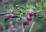 Malus × purpurea. Часть ветви с плодами. Московская обл., г. Железнодорожный, в культуре. 05.07.2012.