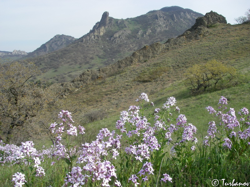 Image of Hesperis steveniana specimen.