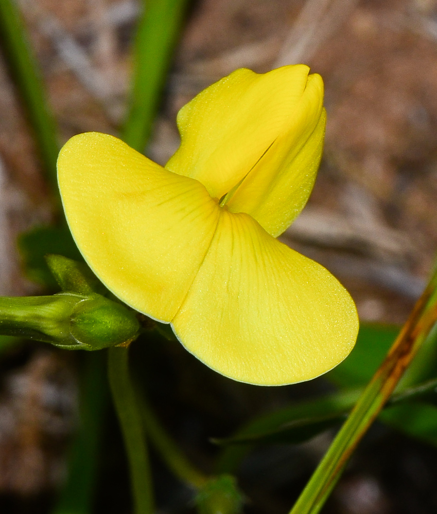 Image of Vigna luteola specimen.