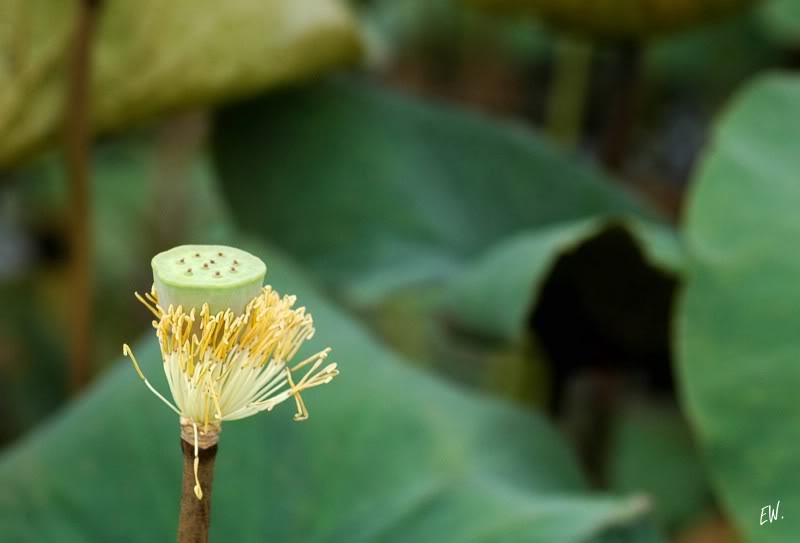 Изображение особи Nelumbo nucifera.