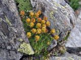 Saxifraga unifoveolata