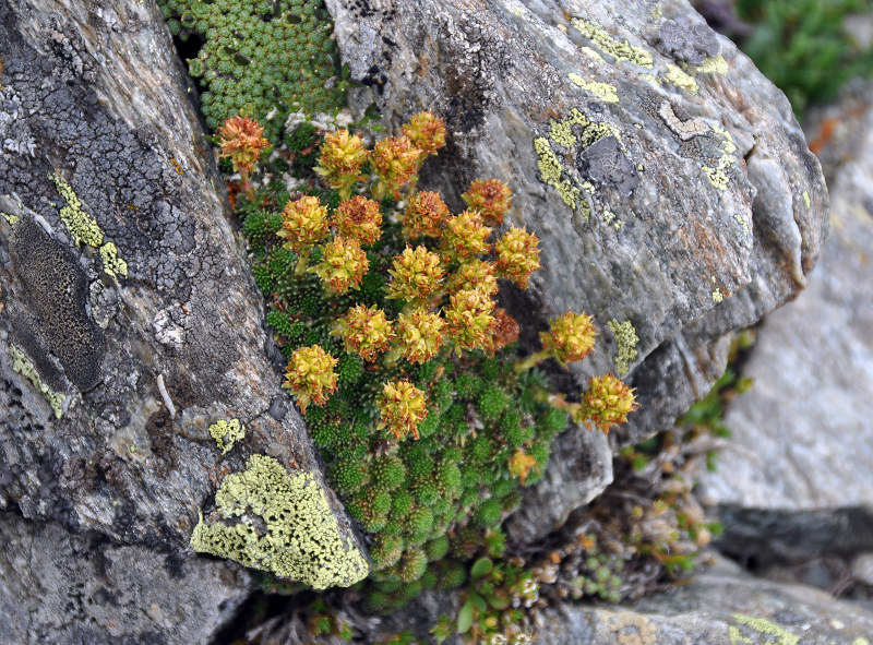 Изображение особи Saxifraga unifoveolata.