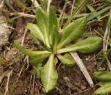 Primula algida. Прикорневые листья. Кыргызстан, Нарынская обл., левый берег р. Нарын, долина руч. Бурган-Суу. 05.06.2015.