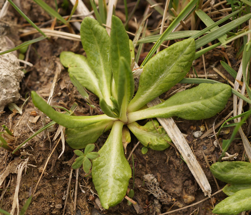 Image of Primula algida specimen.