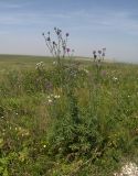 Centaurea apiculata