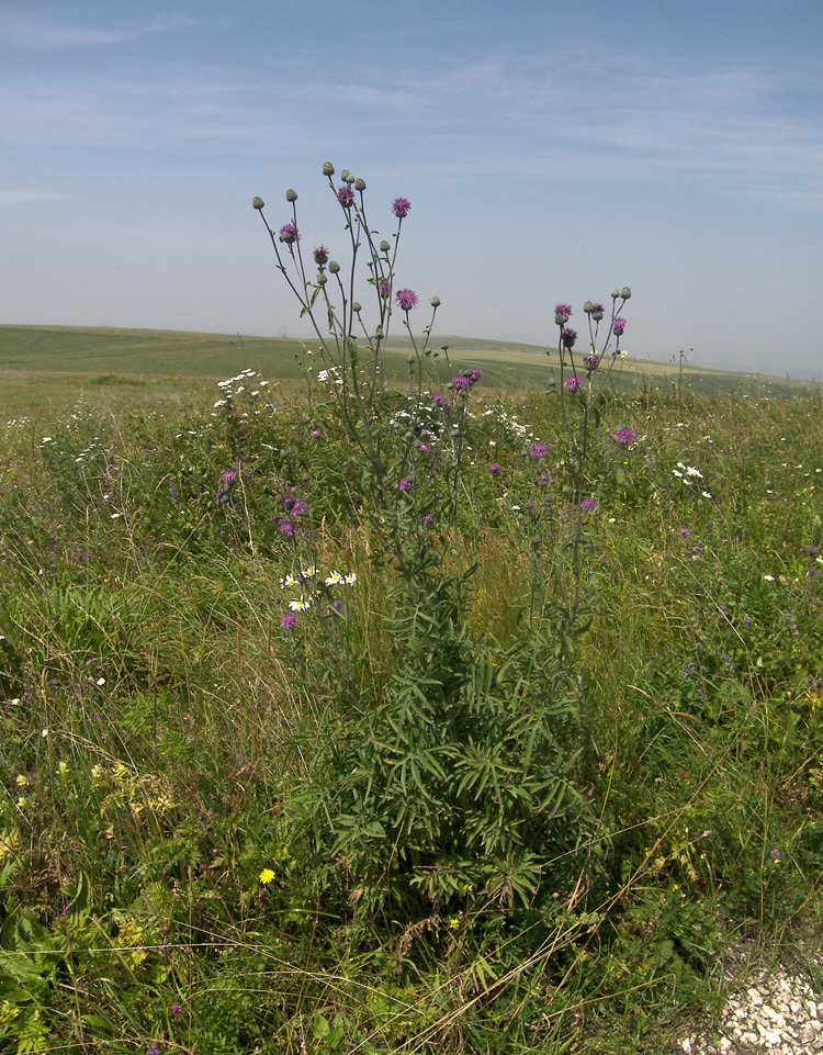 Image of Centaurea apiculata specimen.