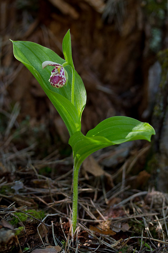 Изображение особи Cypripedium guttatum.