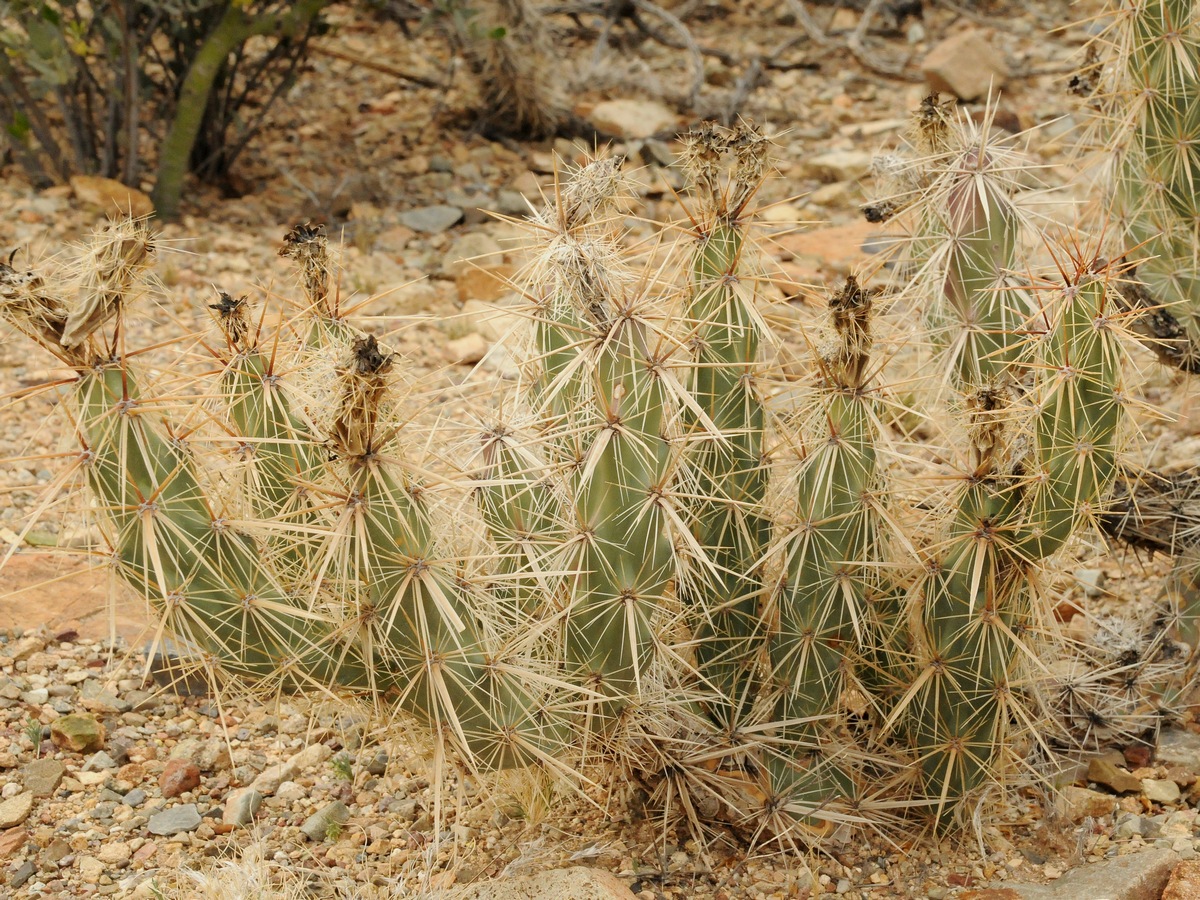 Image of Corynopuntia emoryi specimen.