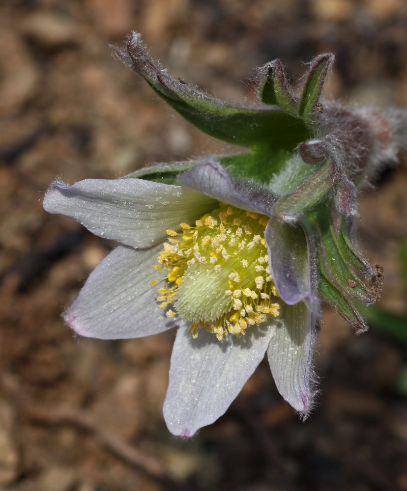 Изображение особи Pulsatilla dahurica.