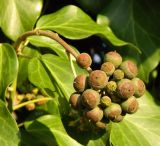 Hedera helix. Соплодие. Германия, Бавария, г. Нюрнберг, озеленение. Декабрь 2015 г.