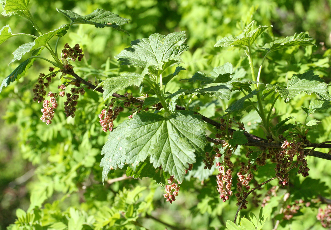 Изображение особи Ribes atropurpureum.