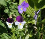 Viola disjuncta