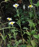 Chrysanthemum zawadskii