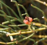 Ephedra dahurica