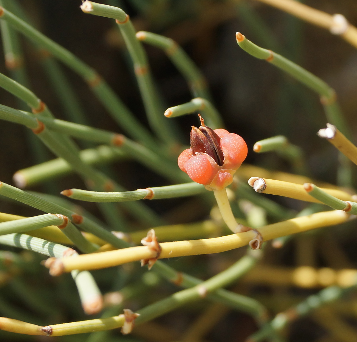 Image of Ephedra dahurica specimen.