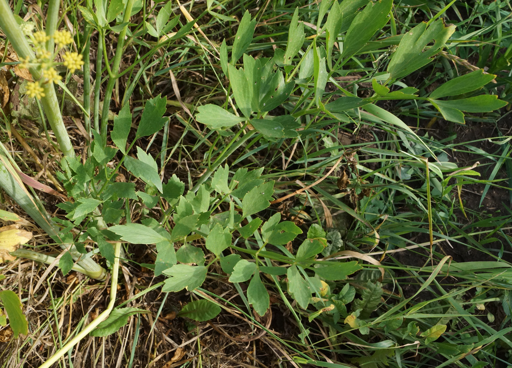 Image of Levisticum officinale specimen.