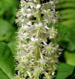 Phytolacca acinosa