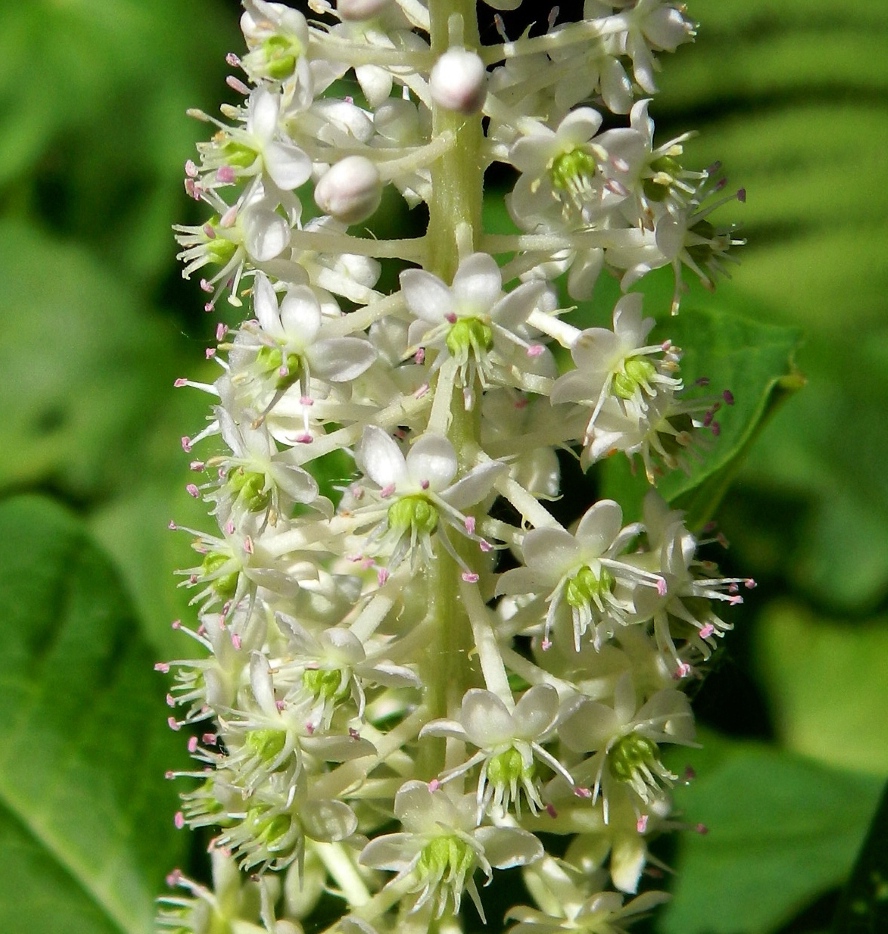 Изображение особи Phytolacca acinosa.