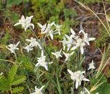 Leontopodium fedtschenkoanum