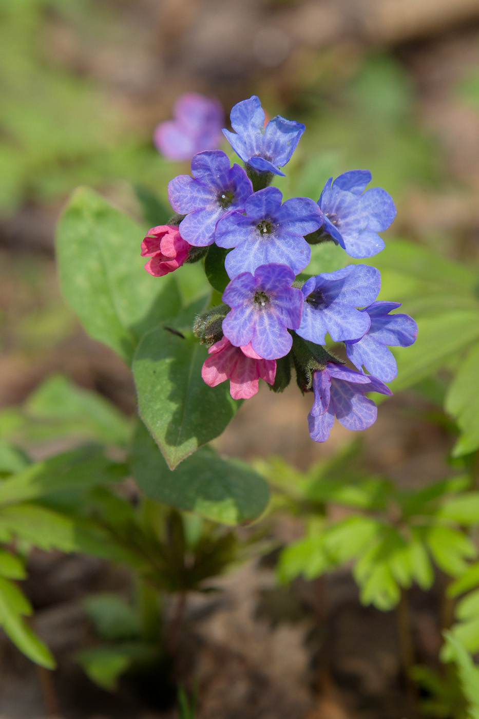 Изображение особи Pulmonaria obscura.