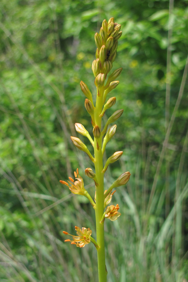 Изображение особи Eremurus jungei.